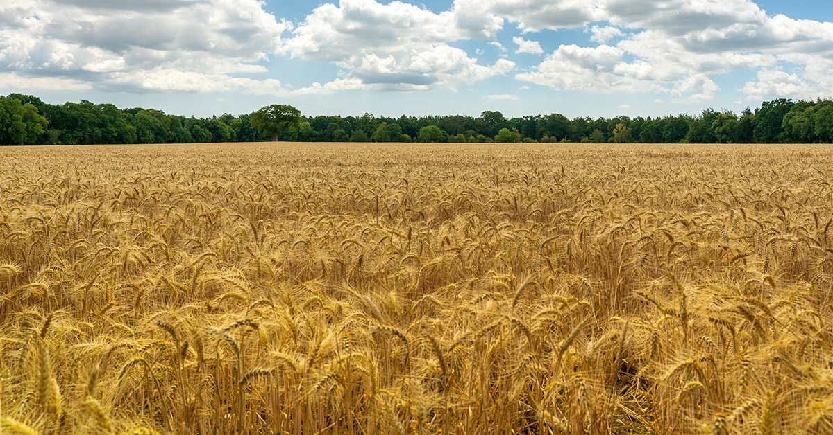 Wheat: one of the biggest drivers of HPC technology since…….sliced bread.