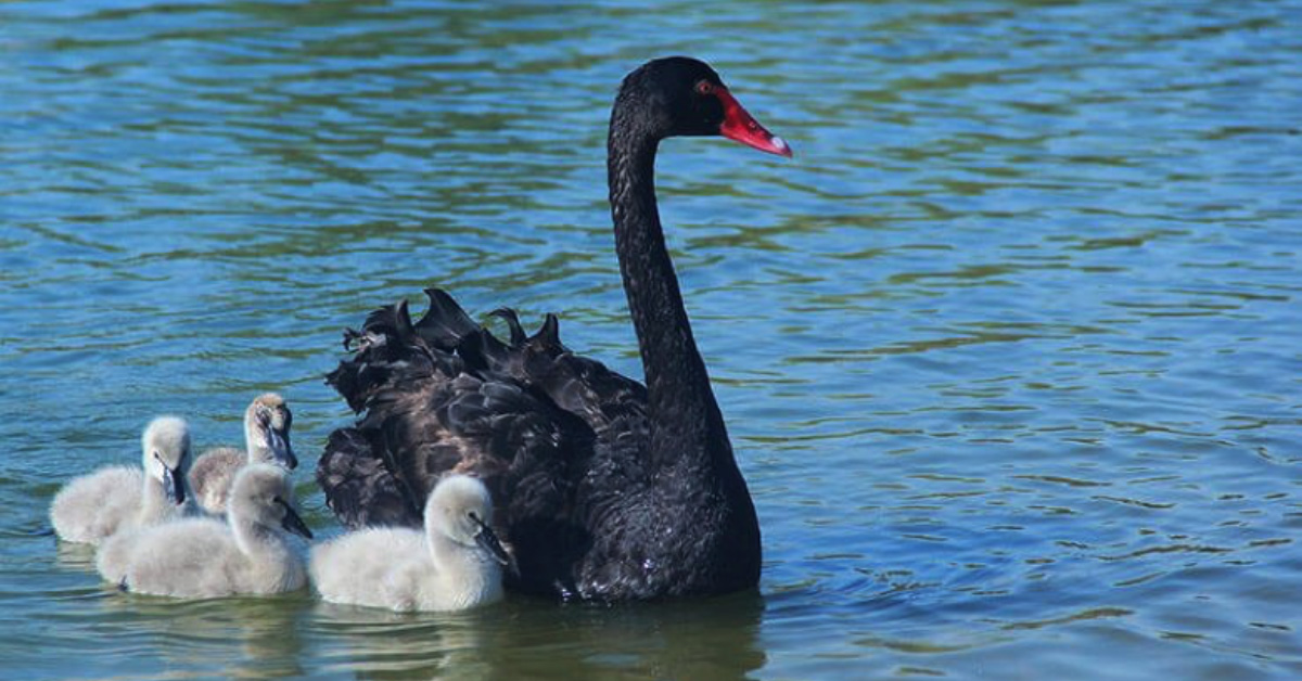 Black swans could be the dark horse in fighting future pandemics. | DUG  Technology