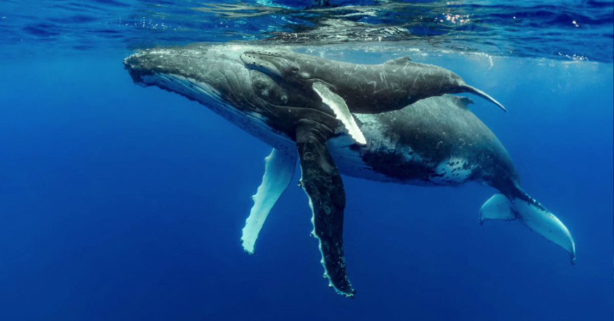 Whales: our giant climate saviours.