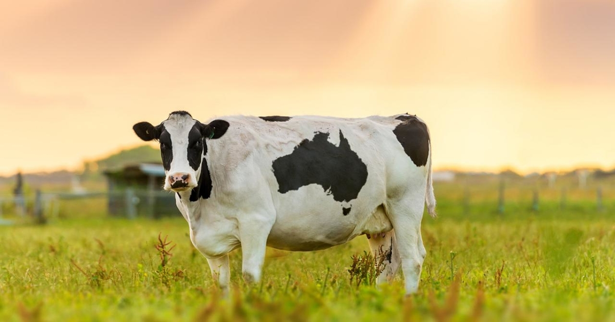 The steaks are high for cows in the climate battle