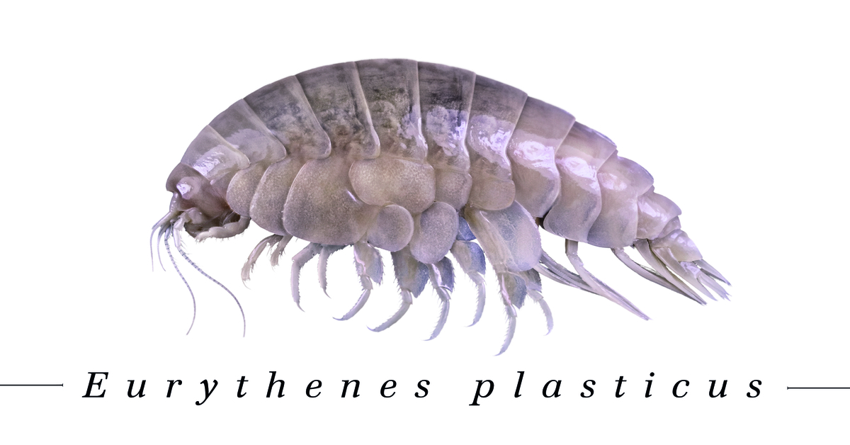 Deep-sea crustaceans littered with plastic.