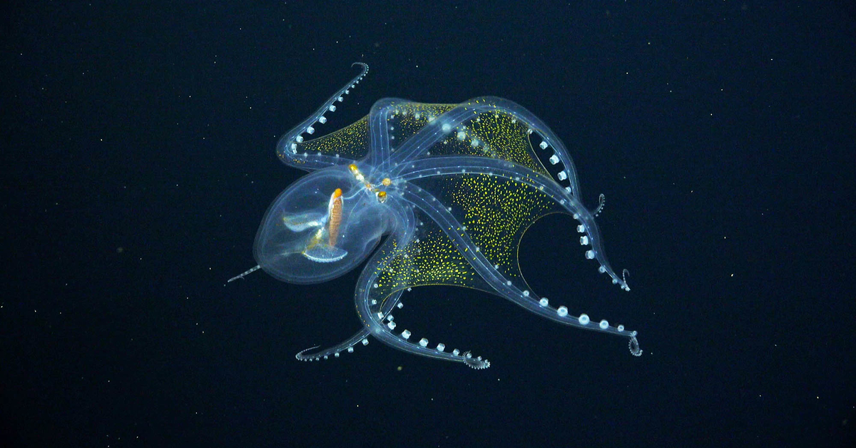 Check out these rare and enchanting deep sea creatures.