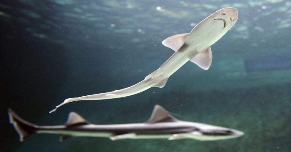 Some shark species are capable of asexual reproduction. | DUG Technology