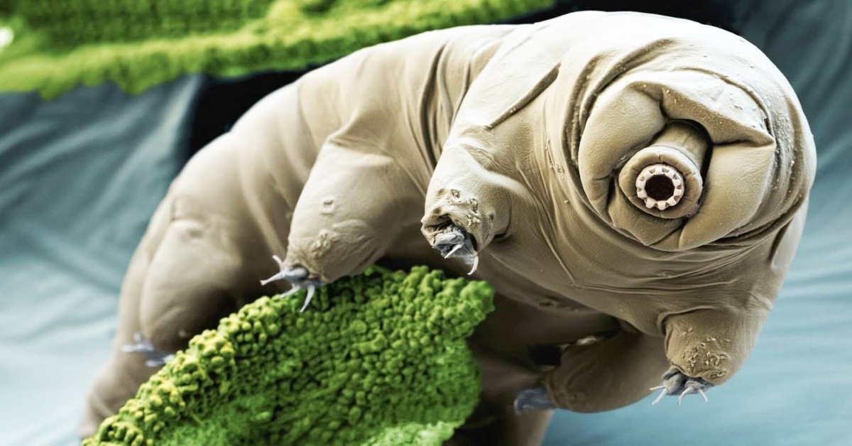 Of water bears and quantum weirdness.